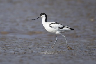 Pied avocet (Recurvirostra avosetta) adult wading bird on a mudflat, England, United Kingdom