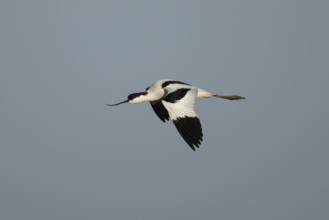 Pied avocet (Recurvirostra avosetta) adult wading bird flying, England, United Kingdom
