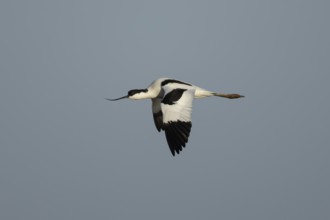 Pied avocet (Recurvirostra avosetta) adult wading bird flying, England, United Kingdom