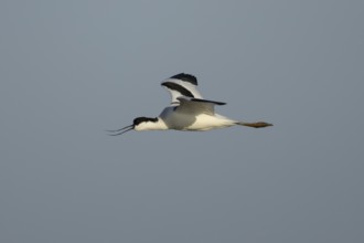 Pied avocet (Recurvirostra avosetta) adult wading bird calling in flight, England, United Kingdom