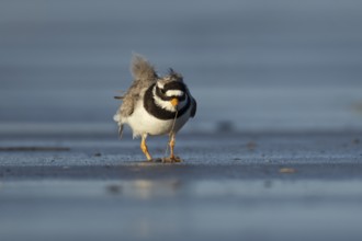 Ringed plover (Charadrius hiaticula) adult wading bird feeding on a worm on a beach, England,