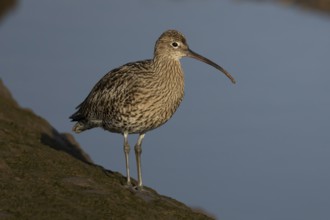 Eurasian curlew (Numenius arquata) adult wading bird on a mudflat, England, United Kingdom