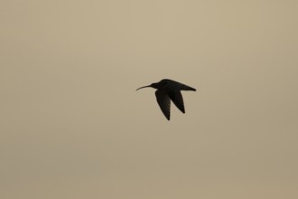 Eurasian curlew (Numenius arquata) silhouette of an adult wading bird flying at sunset, England,