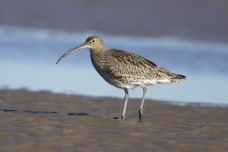 Eurasian curlew (Numenius arquata) adult wading bird on a beach, England, United Kingdom