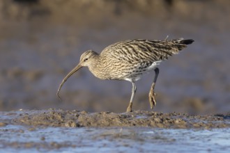 Eurasian curlew (Numenius arquata) adult wading bird on a mudflat feeding on a lugworm, England,