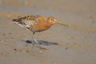 Black tailed godwit (Limosa limosa) adult male wading bird in summer plumage on a mudflat, England,