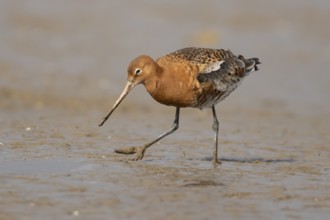 Black tailed godwit (Limosa limosa) adult male wading bird in summer plumage on a mudflat, England,