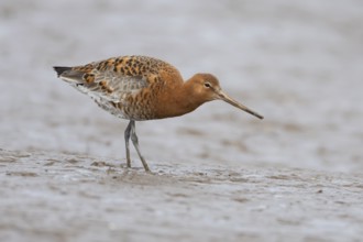 Black tailed godwit (Limosa limosa) adult male wading bird in summer plumage on a mudflat, England,