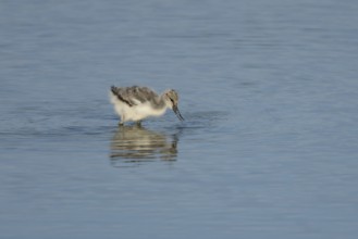Pied avocet (Recurvirostra avosetta) juvenile baby wading bird feeding in a shallow lagoon,