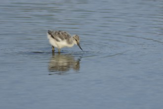 Pied avocet (Recurvirostra avosetta) juvenile baby wading bird feeding in a shallow lagoon,