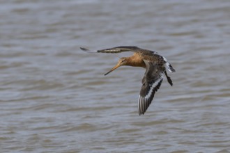 Black tailed godwit (Limosa limosa) adult male wading bird in summer plumage flying, England,