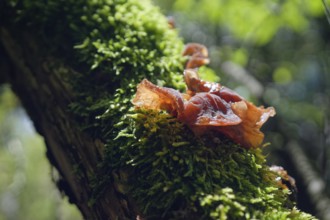 Judas ear (Auricularia auricula-judae), edible mushroom, fungus, moss, elder, elder tree, elder