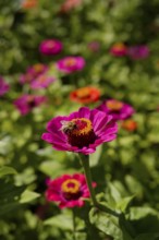 Bumblebee on zinnia (Zinnia), ornamental plant, wild bee, ornamental flower, garden flower, flower,