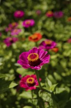 Zinnia (Zinnia), ornamental plant, ornamental flower, garden flower, flower, bee pasture, insect