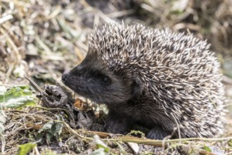 Young hedgehog (Erinaceus europaeus), Emsland, Lower Saxony, Germany