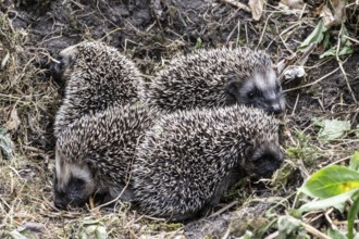 Young hedgehogs in a nest (Erinaceus europaeus), Emsland, Lower Saxony, Germany