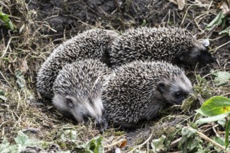 Young hedgehogs in a nest (Erinaceus europaeus), Emsland, Lower Saxony, Germany