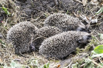 Young hedgehogs in a nest (Erinaceus europaeus), Emsland, Lower Saxony, Germany