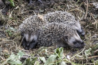 Young hedgehogs in a nest (Erinaceus europaeus), Emsland, Lower Saxony, Germany