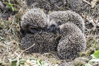 Young hedgehogs in a nest (Erinaceus europaeus), Emsland, Lower Saxony, Germany
