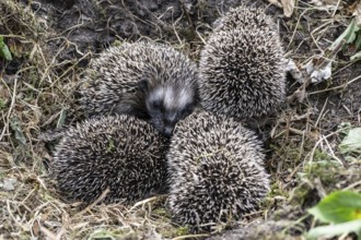 Young hedgehogs in a nest (Erinaceus europaeus), Emsland, Lower Saxony, Germany
