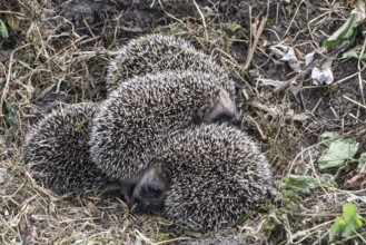 Young hedgehogs in a nest (Erinaceus europaeus), Emsland, Lower Saxony, Germany