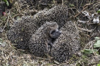 Young hedgehogs in a nest (Erinaceus europaeus), Emsland, Lower Saxony, Germany