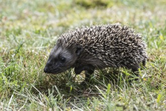 Young hedgehog (Erinaceus europaeus), Emsland, Lower Saxony, Germany