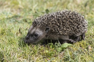 Young hedgehog (Erinaceus europaeus), Emsland, Lower Saxony, Germany