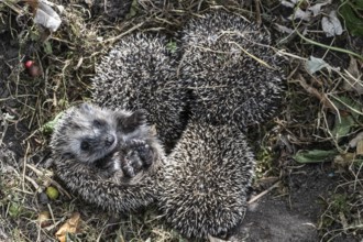 Young hedgehogs in a nest (Erinaceus europaeus), Emsland, Lower Saxony, Germany