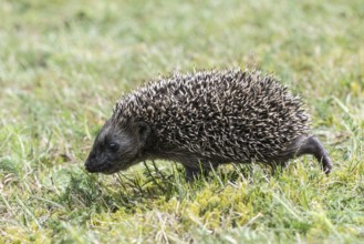Young hedgehog (Erinaceus europaeus), Emsland, Lower Saxony, Germany