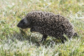 Young hedgehog (Erinaceus europaeus), Emsland, Lower Saxony, Germany