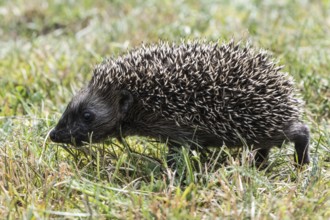 Young hedgehog (Erinaceus europaeus), Emsland, Lower Saxony, Germany