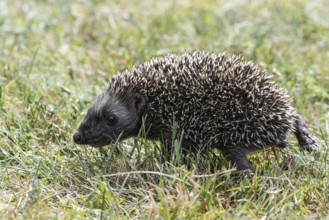 Young hedgehog (Erinaceus europaeus), Emsland, Lower Saxony, Germany
