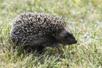 Young hedgehog (Erinaceus europaeus), Emsland, Lower Saxony, Germany