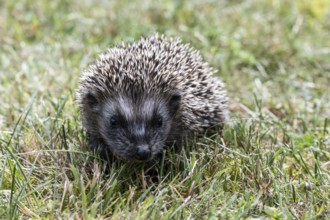 Young hedgehog (Erinaceus europaeus), Emsland, Lower Saxony, Germany
