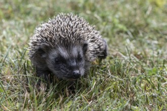 Young hedgehog (Erinaceus europaeus), Emsland, Lower Saxony, Germany