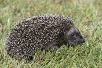 Young hedgehog (Erinaceus europaeus), Emsland, Lower Saxony, Germany