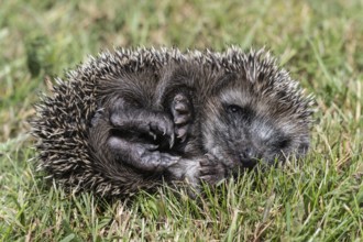 Young hedgehog (Erinaceus europaeus), Emsland, Lower Saxony, Germany