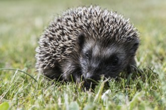 Young hedgehog (Erinaceus europaeus), Emsland, Lower Saxony, Germany