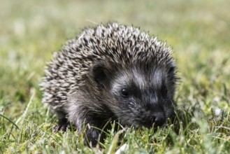 Young hedgehog (Erinaceus europaeus), Emsland, Lower Saxony, Germany