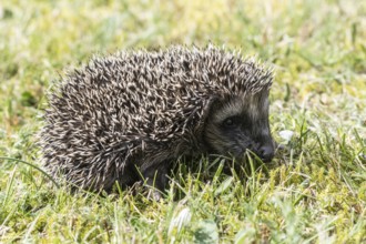Young hedgehog (Erinaceus europaeus), Emsland, Lower Saxony, Germany