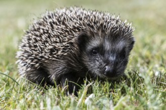 Young hedgehog (Erinaceus europaeus), Emsland, Lower Saxony, Germany