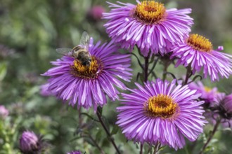 Garden wedge-spotted hoverfly (Eristalis lineata) on autumn aster, Emsland, Lower Saxony, Germany