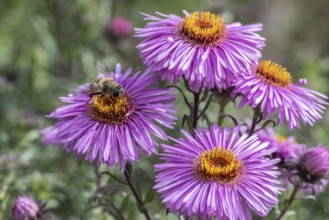 Garden wedge-spotted hoverfly (Eristalis lineata) on autumn aster, Emsland, Lower Saxony, Germany
