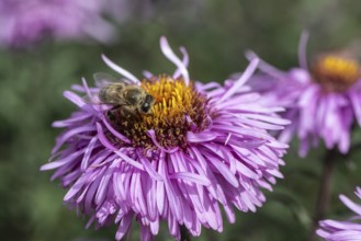 Honey bee (Apis mellifera on autumn aster (Aster), Emsland, Lower Saxony, Germany