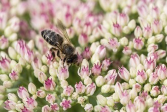 Honey bee (Apis mellifera) on stonecrop (Sedum spectabile), Emsland, Lower Saxony, Germany