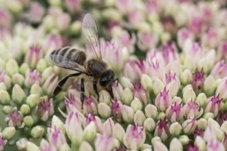 Honey bee (Apis mellifera) on stonecrop (Sedum spectabile), Emsland, Lower Saxony, Germany