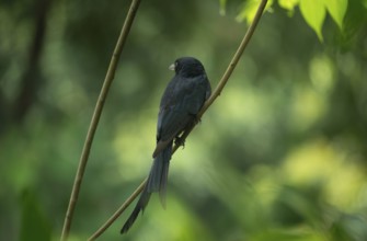 A Black Drongo (Dicrurus macrocercus) perched on a branch amidst lush green foliage in a forest