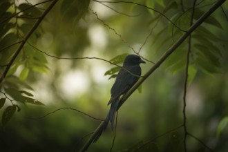A Black Drongo (Dicrurus macrocercus) perched on a branch amidst lush green foliage in a forest